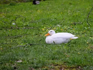 foam-duck