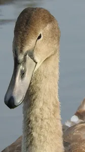 Swan Festival1 (576x1024)